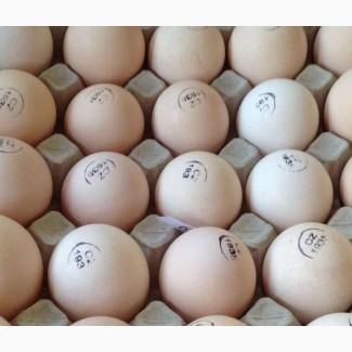 Инкубационное яйцо КОББ 500, РОС 308 и цыплята (в розницу)