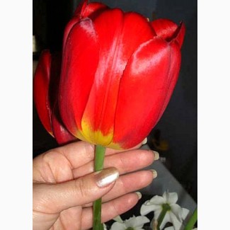 Крупные тюльпаны оптом с доставкой в Мирный, Удачный, Айхал, Ленск