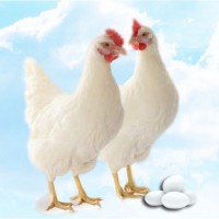Инкубационное яйцо кур несушек: Ломан Браун, Ломан Вайт