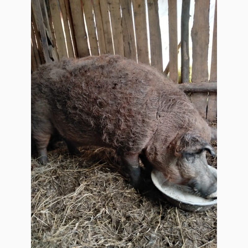 Фото 2. Продам свиней породы венгерская мангалица