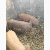 Продам свиней породы венгерская мангалица