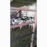 Овцы и ягнята молочные, живым весом