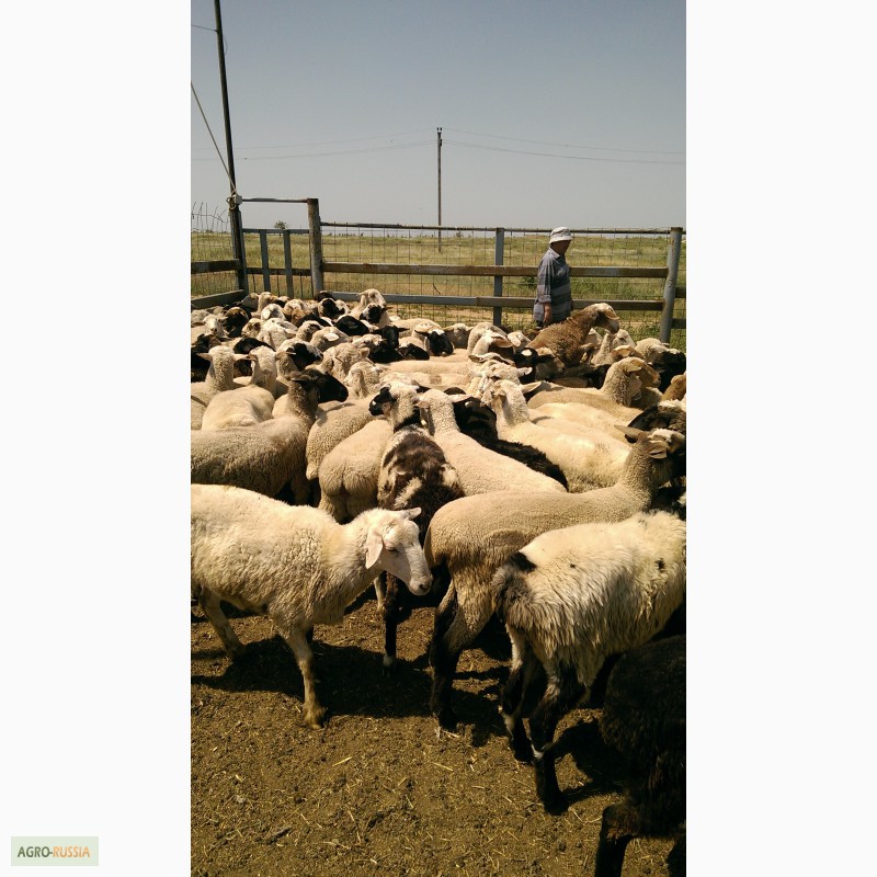 Фото 3. Овцы и ягнята молочные, живым весом