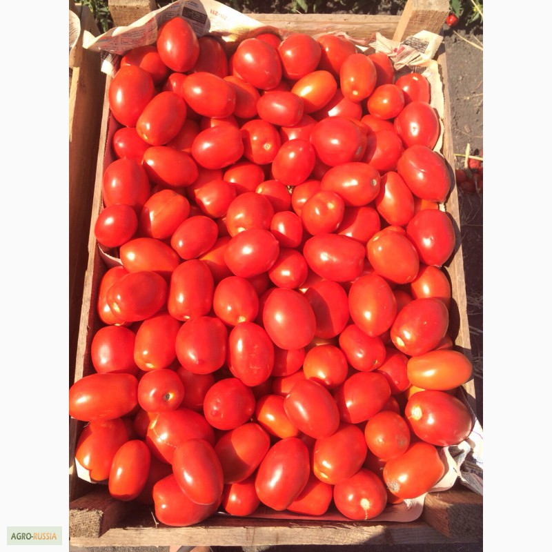 Фото 3. Продаю помидоры