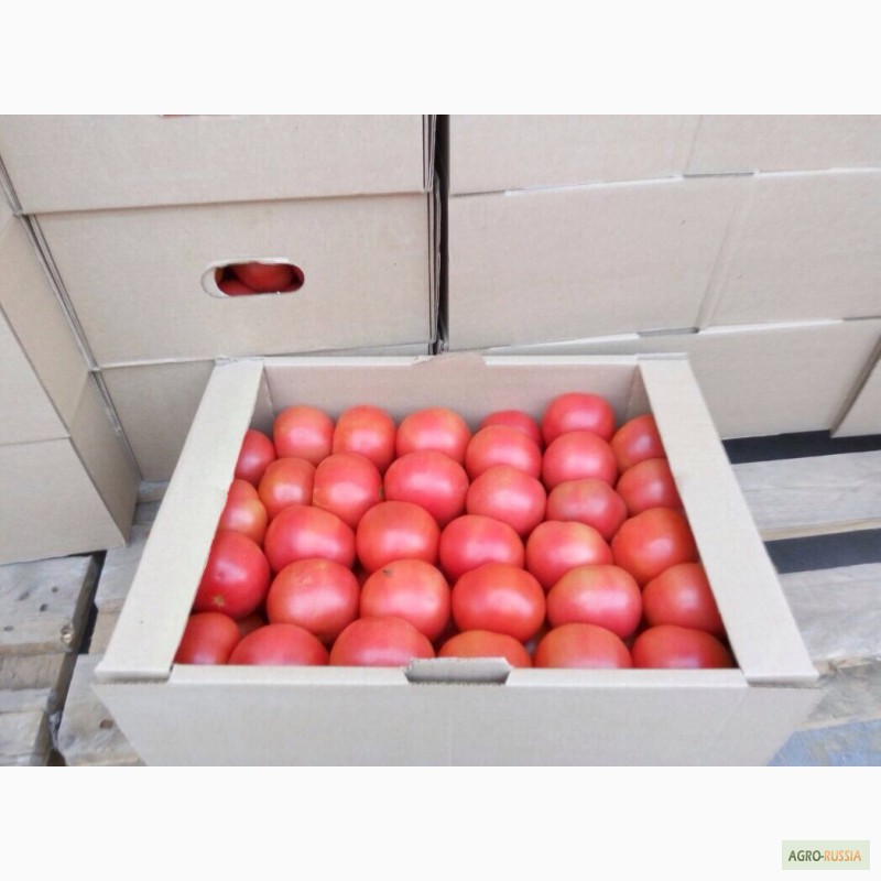 Фото 5. Продаю помидоры