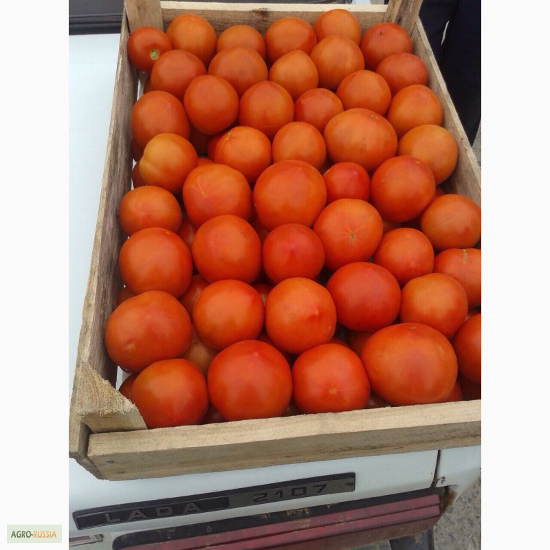 Фото 8. Продаю помидоры