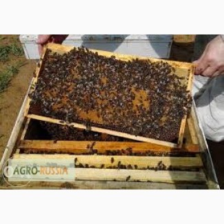 Пчелопакеты карпатка в Тюмени