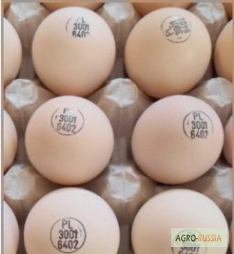 Фото 2. Продаю инкубационные яйца бройлеров Кобб 500 и Росс 308