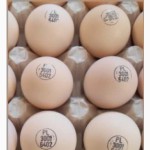 Продаю инкубационные яйца бройлеров Кобб 500 и Росс 308