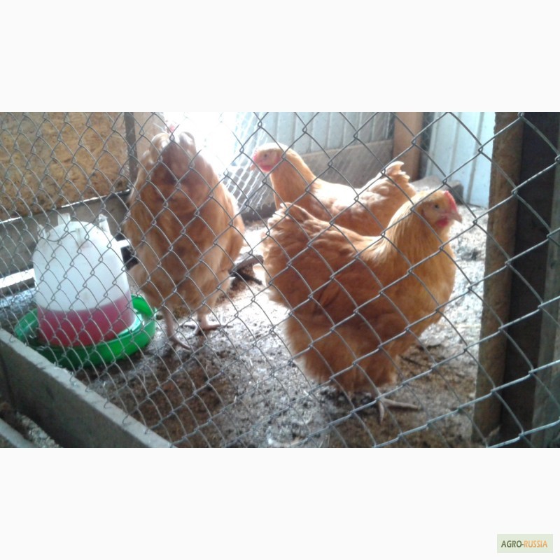 Фото 3. Продам инкубационное яйцо кур породы Орпингтона
