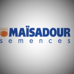 Семена подсолнечника Майсадур(MAISADOUR SEMENCES), Франция