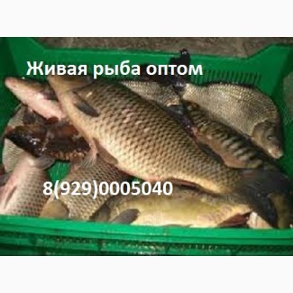 Живая рыба в Волгограде. Куплю оптом рыбу