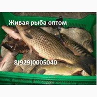 Живая рыба в Волгограде. Куплю оптом рыбу