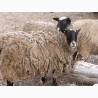 Обменяем овец романовской породы