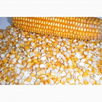 Семена кукурузы (производство Кабардино-Балкария)