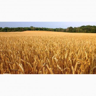 Семена озимой пшеницы Семена озимой пшеницы Виктория одесская, Скарбница