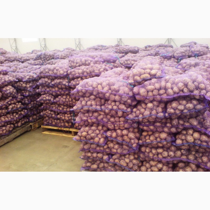 Фото 2. Картофель от 20 тонн Ред Скарлет, Гала 5+ от 6 р/кг напрямую с хозяйства