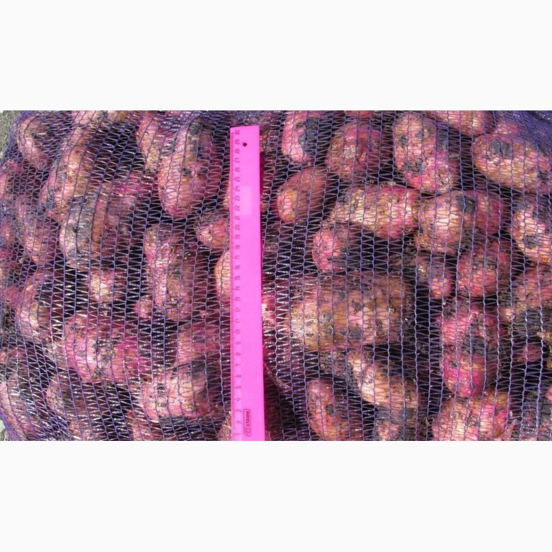 Фото 3. Картофель от 20 тонн Ред Скарлет, Гала 5+ от 6 р/кг напрямую с хозяйства