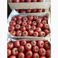 Оптовые продажи помидора Ламия