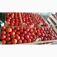 Осуществляем оптовую поставку помидор различных сортов