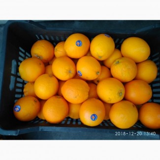 Апельсины сорт Навел из Сирии оптом и мелким оптом
