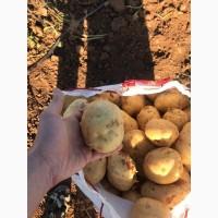 Молодой картофель, сорт Ривьера (УРОЖАЙ 2019 года)