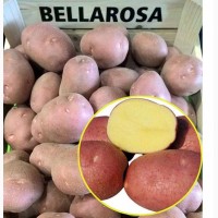 Молодой картофель, сорт Беллароза (урожай 2019) с полей Нижегородской области