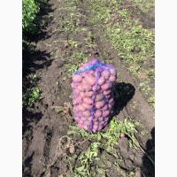 Молодой картофель, сорт Беллароза (урожай 2019) с полей Нижегородской области