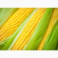 Гибриды семена кукурузы Фалькон (Сингента, Syngenta) ФАО190