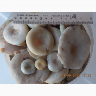 Продам грибы солено - отварные грузди и рядовка