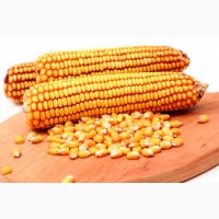 Предлогаем к продаже кукурузу 180$/тонна на CIF