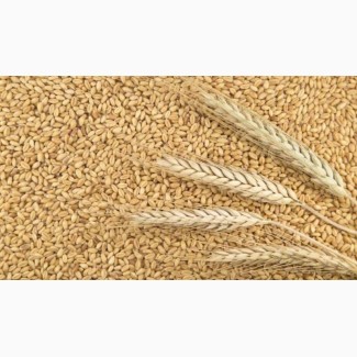 Пшеница 5 класс