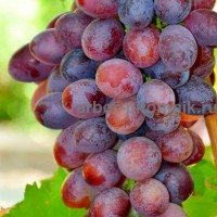 Саженцы винограда в горшках и с землей