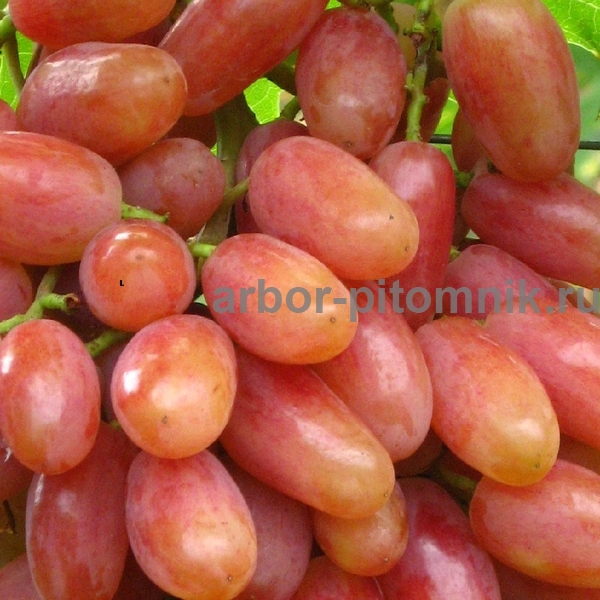 Фото 2. Саженцы винограда в горшках и с землей