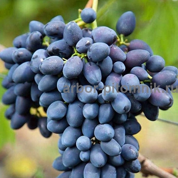 Фото 3. Саженцы винограда в горшках и с землей