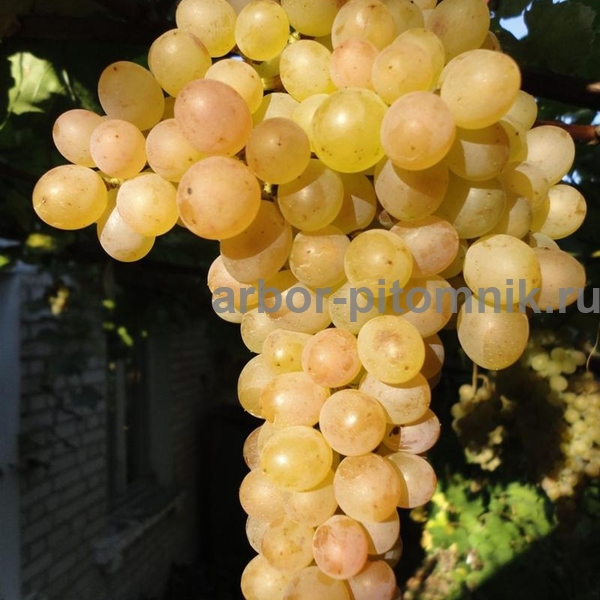 Фото 4. Саженцы винограда в горшках и с землей