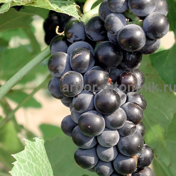 Фото 5. Саженцы винограда в горшках и с землей