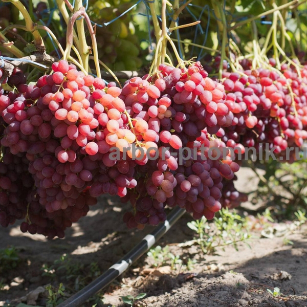 Фото 6. Саженцы винограда в горшках и с землей
