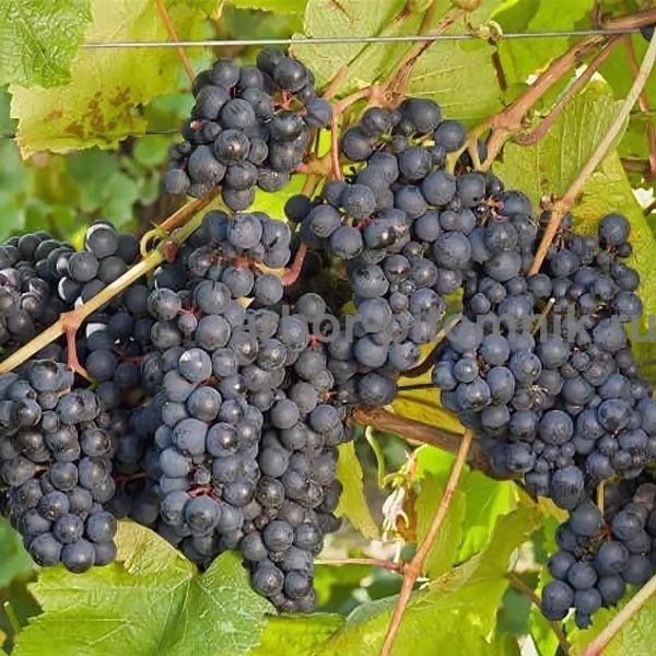 Фото 7. Саженцы винограда в горшках и с землей
