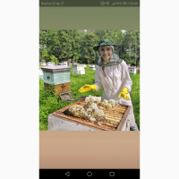 Пчеловод продает липовый мёд