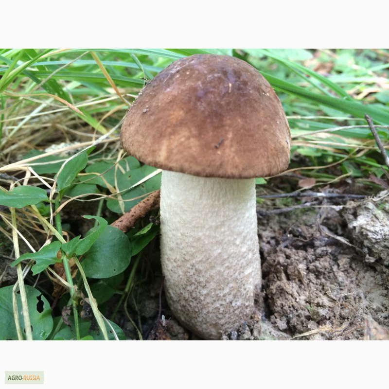 Фото 15. Продам замороженные отборные грибы белые, подосиновики, подберёзовики этого года