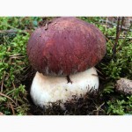 Продам замороженные отборные грибы белые, подосиновики, подберёзовики этого года