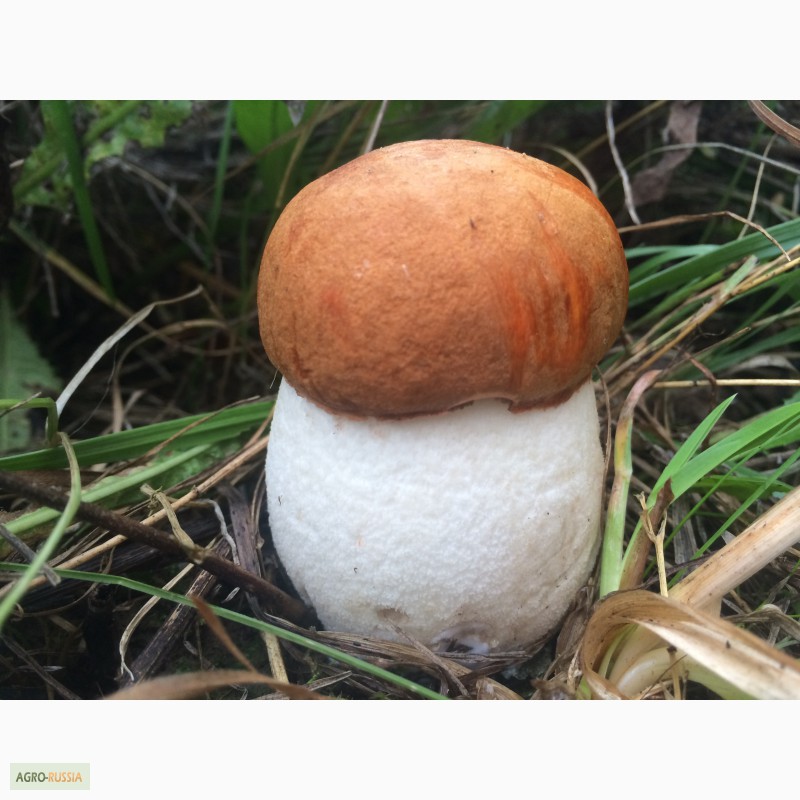 Фото 5. Продам замороженные отборные грибы белые, подосиновики, подберёзовики этого года
