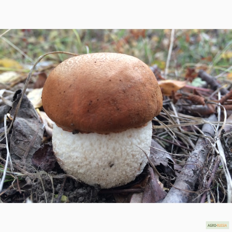 Фото 9. Продам замороженные отборные грибы белые, подосиновики, подберёзовики этого года