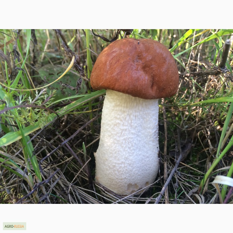 Фото 10. Продам замороженные отборные грибы белые, подосиновики, подберёзовики этого года