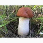 Продам замороженные отборные грибы белые, подосиновики, подберёзовики этого года
