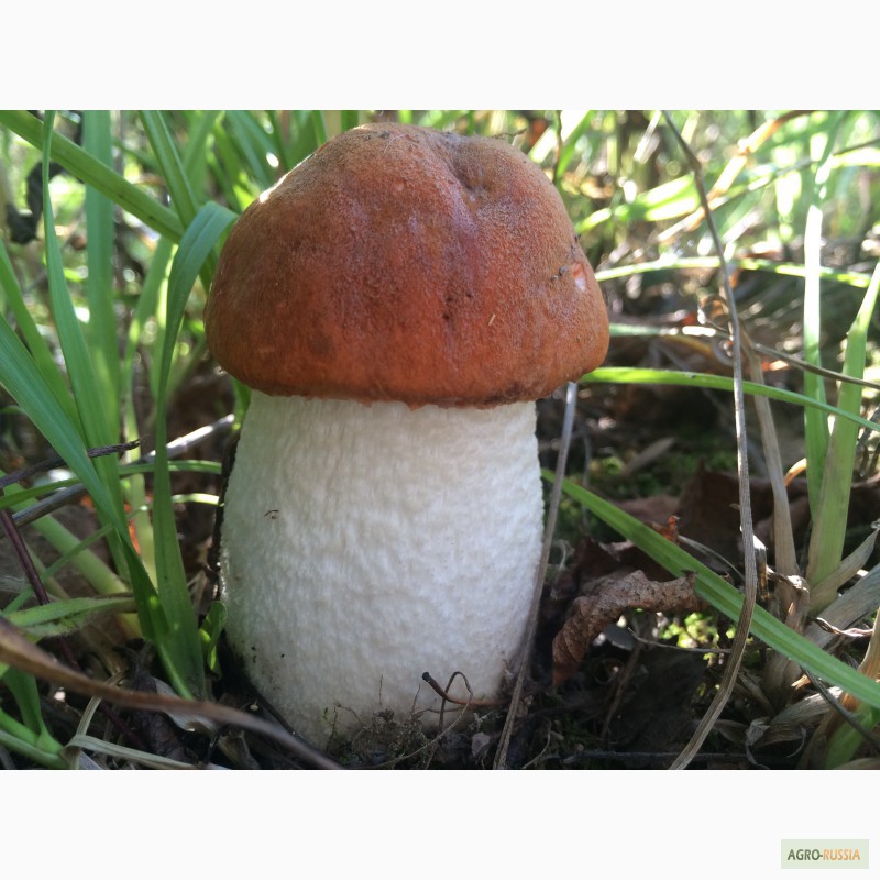 Фото 3. Продам замороженные отборные грибы белые, подосиновики, подберёзовики этого года