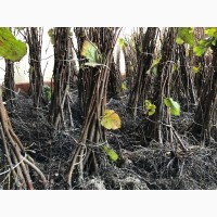 Вегетативные саженцы фундука Трапезунд в Краснодарском крае