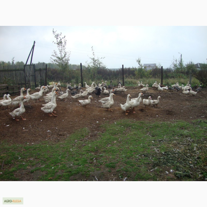 Фото 4. Гуси, утки и куры со своего хозяйства