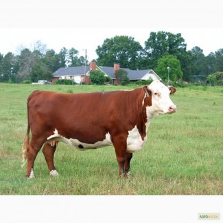 Реализуем мясо коров, бычков, субпродукты, полуфабрикаты